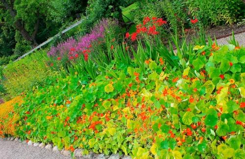 Цветущий огород - уникальные советы, как создать красочный и впечатляющий уголок на своем участке!