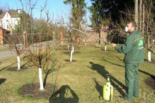 Полезные свойства и способы борьбы с хвощом на огороде - советы садоводу