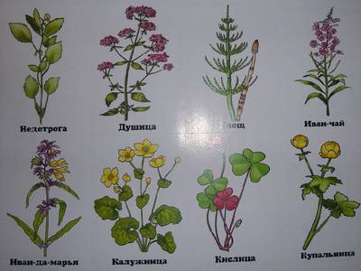 Виды травянистых растений: список, описание и фото