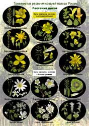 Виды травянистых растений: список, описание и фото