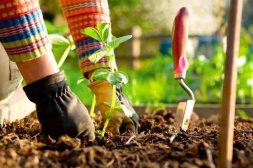 Как достичь идеального состояния огорода - полезные советы и рекомендации
