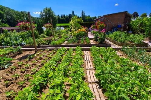 Универсальные советы и рекомендации по созданию и поддержанию сада и огорода