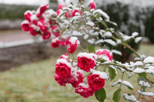 Как правильно укрыть садовые розы на зиму - основные способы и рекомендации