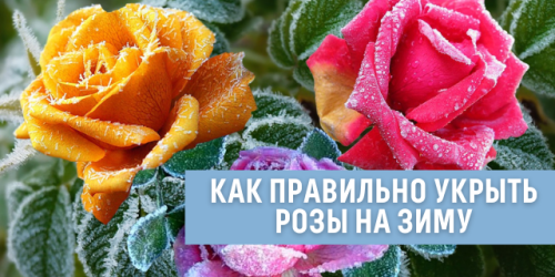 Как правильно укрыть садовые розы на зиму - основные способы и рекомендации