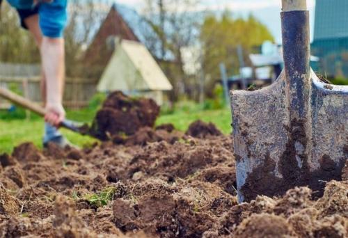 Уборка урожая огорода - полезные советы и основные этапы работ