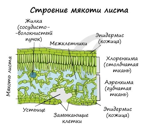Строение листа растения: основные части и их функции