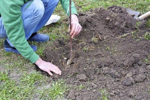 Терновник кустарника - подробная информация и советы по выращиванию