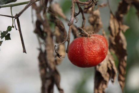 Сроки уборки урожая - как определить лучший момент для сбора плодов и овощей