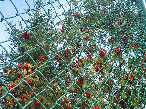 Как выбрать и установить сетку на забор для дачи: полезные советы и рекомендации