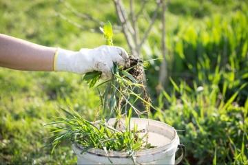 Как эффективно устранить сорняки в огороде - лучшие инструменты и методы