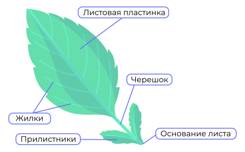 Строение листа растения - основные части и функции