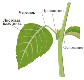 Строение листа растения - основные части и функции