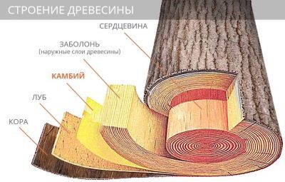 Строение дерева - изучение основных частей и понимание их функций
