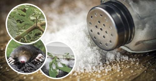 Роль и значение соли в огородничестве - применение и рекомендации для эффективного изучения растительного садоводства