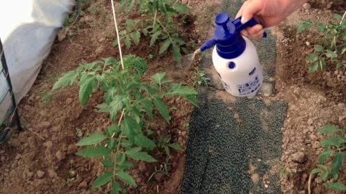 Роль и значение соли в огородничестве - применение и рекомендации для эффективного изучения растительного садоводства