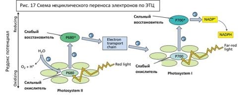 Световая фаза фотосинтеза: механизм и значение