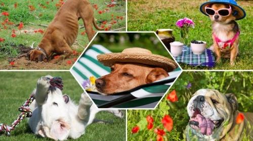 Собачий сторож - как пушистые помощники в огороде спасают растения от вредителей