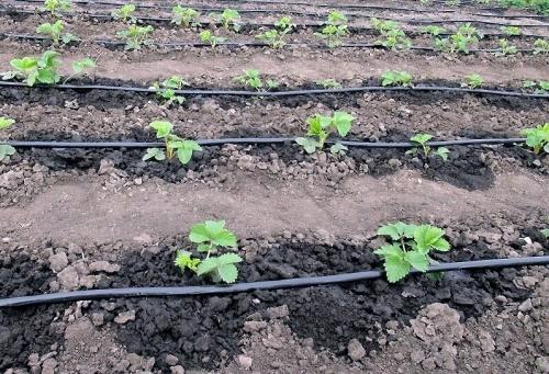 Система полива огорода - как выбрать оптимальный способ поливки для эффективного ухода за растениями