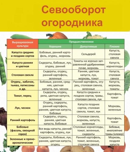 Таблица севооборота на огороде - правила и рекомендации для успешного урожая