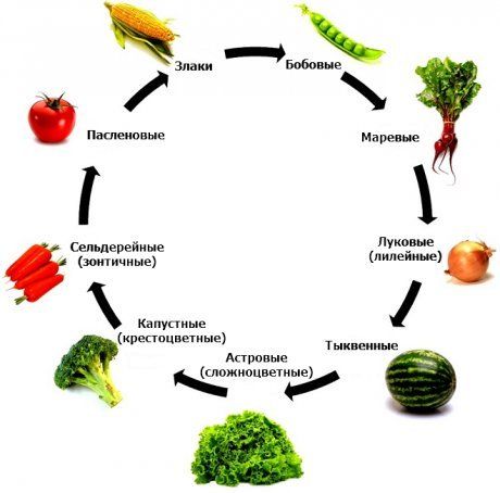 Таблица севооборота на огороде - правила и рекомендации для успешного урожая