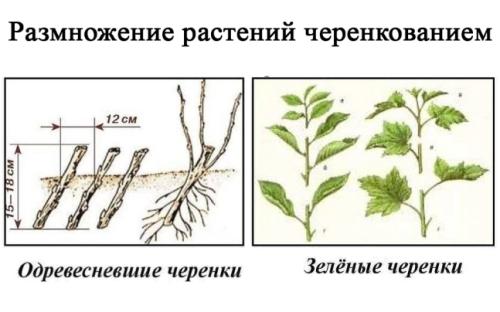 Способы размножения растений - рассада, черенкование, семена - выбирайте оптимальный способ воспроизводства для вашего сада