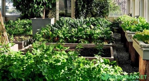 Сад, огород и зимняя теплица: полезные советы и рекомендации