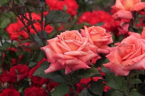 Выбираем лучшие сорта садовых роз для создания прекрасного цветника полоного красоты и аромата
