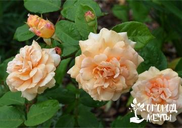 Выбираем лучшие сорта садовых роз для создания прекрасного цветника полоного красоты и аромата