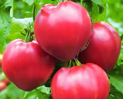 Топ самых продуктивных сортов томатов для теплицы