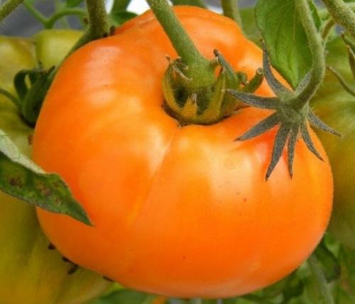 Топ самых продуктивных сортов томатов для теплицы