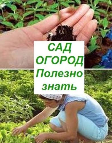 Сад и огород: полезные советы для успешной работы