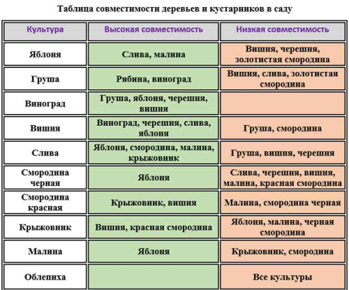 Совместимость садовых деревьев и кустарников - таблица, правила подбора и примеры