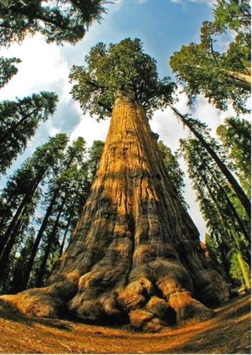Самое высокое дерево на земле узнаем рекордный рост