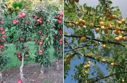 Слива садовая – виды, выращивание и уход, полезные свойства