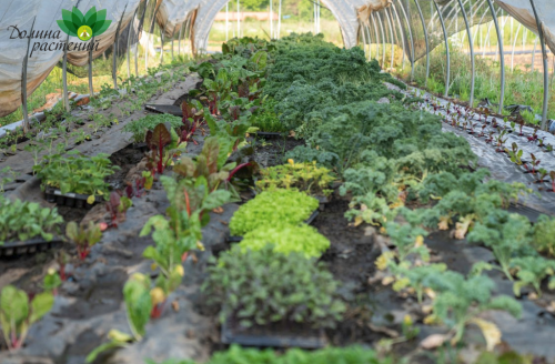 Садоводство и огородничество - незаменимые советы и полезные рекомендации, которые помогут начинающим и опытным садоводам достичь успеха