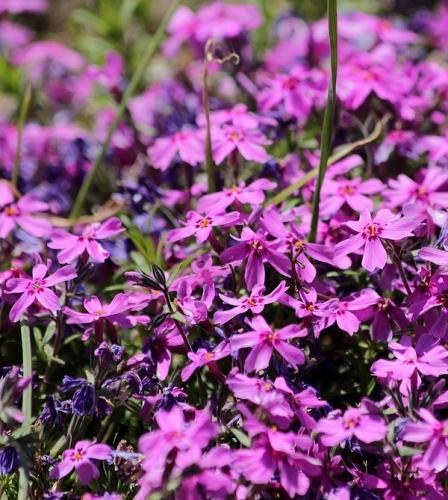 Выберите популярные необычные названия для многолетних цветов в ваш сад