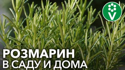 Как правильно и в какое время сажать розмарин в огороде - полезные советы и рекомендации