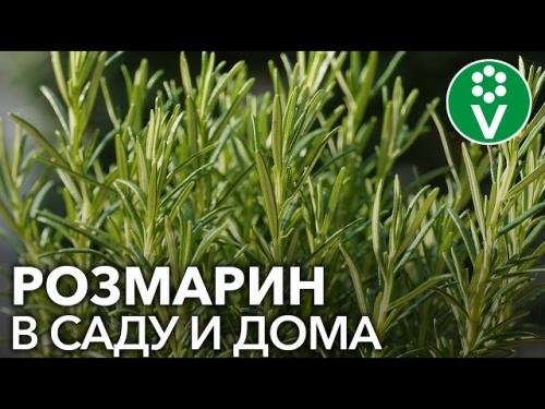 Как правильно и в какое время сажать розмарин в огороде - полезные советы и рекомендации