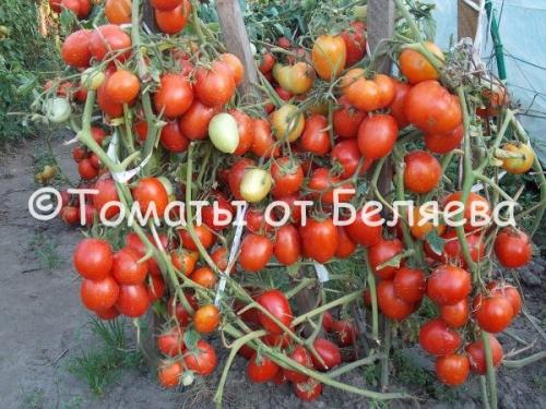 Лучшие сорта семян томатов для теплицы - выбирайте самые качественные для успешного урожая