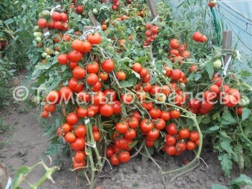 Лучшие сорта семян томатов для теплицы - выбирайте самые качественные для успешного урожая