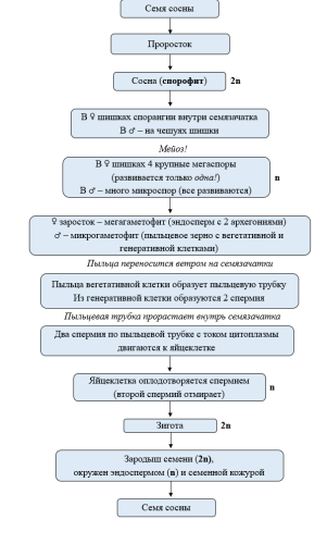 Размножение и развитие растений: этапы и методы