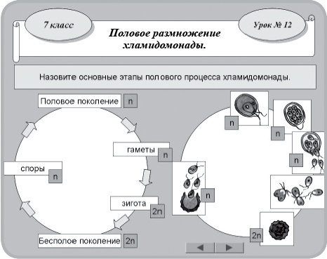 Размножение и развитие растений: этапы и методы