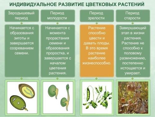 Размножение и развитие растений: этапы и методы