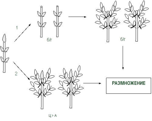Размножение и развитие растений: этапы и методы