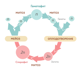 Размножение и развитие растений: этапы и методы