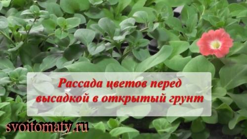 Как правильно расставлять растения в открытый грунт - основные советы и рекомендации