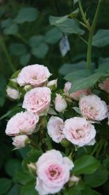 Как правильно выбрать и посадить семена садовой розы - полезные советы и рекомендации для начинающих садоводов