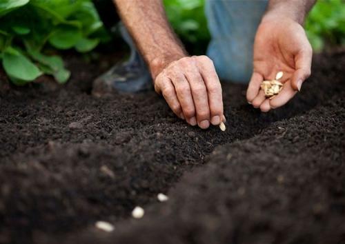 Семь важнейших правил для посадки и ухода садовых растений в открытом грунте - практические советы и основные принципы успешного садоводства