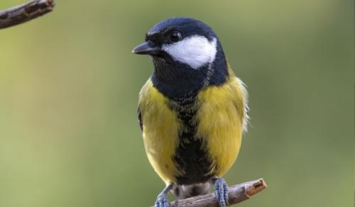 Птицы огорода - как привлечь и защитить полезных помощников садовода