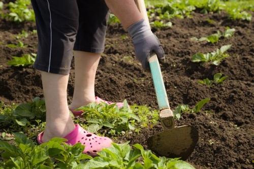 Полезные советы по уходу за огородом и дачей - как сделать ваш сад красивым и плодородным без лишних хлопот